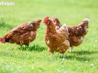 Chickens — foto 2