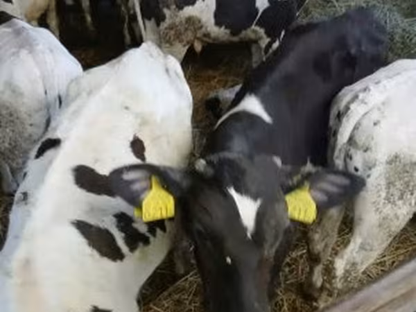 Bou, Russian Black pied cattle