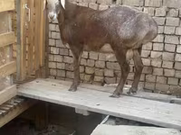 Montone, Arashan sheep — foto 1
