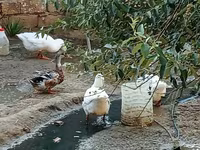 Geese — ছবি 2
