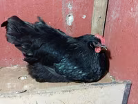 Chickens — fotografija 3