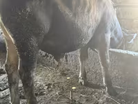Bika, Swiss cattle — 4. fotó