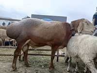 قوچ, Arashan sheep — عکس 1