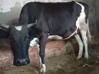 Կով, Russian Black pied cattle — լուսանկար 8