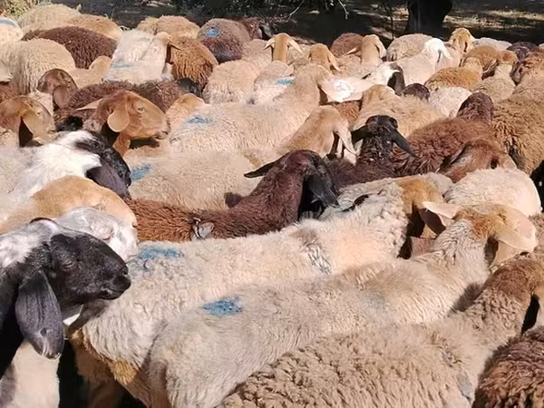 Ovce, Beulah Speckled face sheep