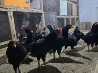 Chickens — Foto 3