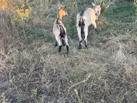 Goat, Goats — photo 1