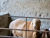Қошқар, Arashan sheep — 1-сурет