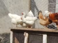 Chickens — รูปภาพ 3