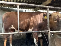 Гововмол (партия, ҷинс муайян нашудааст), Simmental cattle — акс 2