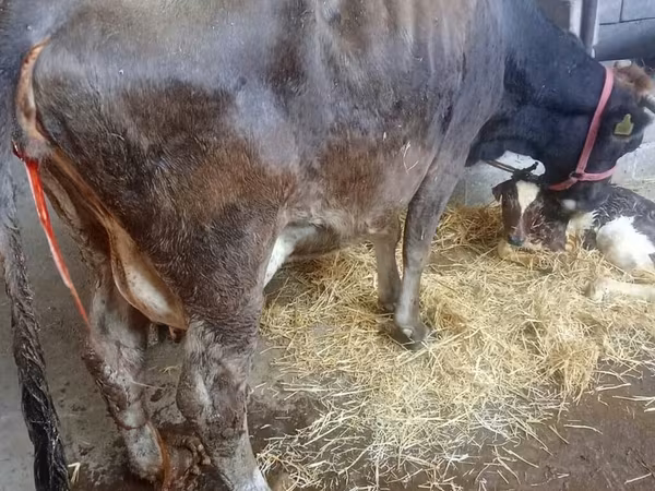 วัวตัวเมีย, Russian Black pied cattle