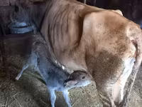 گاو ماده, Simmental cattle — عکس 2