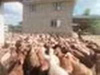 Montone, Pecore — foto 2