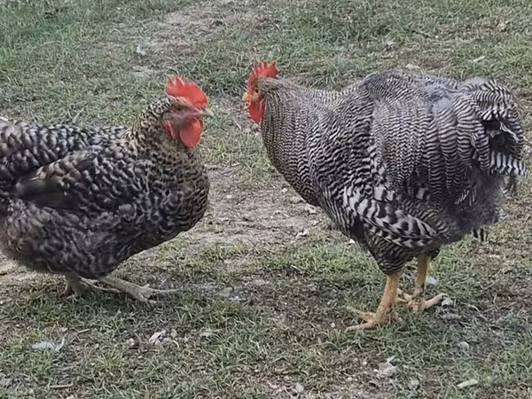 Chickens