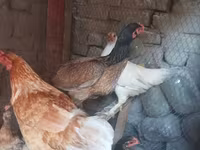 Chickens — φωτογραφία 4