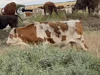 سانڈ, Simmental cattle — تصویر 3