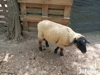 แกะตัวผู้, White Suffolk sheep — รูปภาพ 5