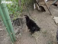 Chickens — foto 2