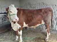 گاو نر, Simmental cattle — عکس 1