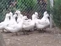 مولارڈ — تصویر 1