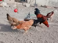 Chickens — foto 2