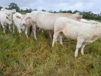 Корова, Charolais cattle — фото 6