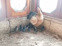 Chickens — foto 6