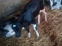 Lo’, Russian Black pied cattle — sawirka 1