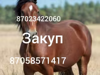 Klisna, Koně — foto 1