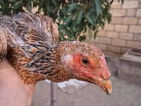 Guinea fowl — 사진 3