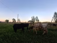 Krava, Swiss cattle — fotografija 8