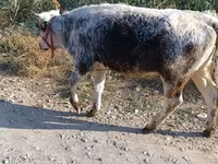 گاو ماده, بلژیکی آبی — عکس 3