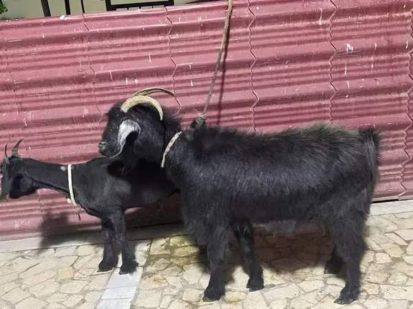 Kambing betina, Goats