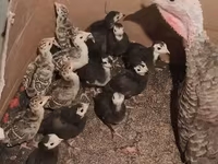 Turkeys — عکس 1