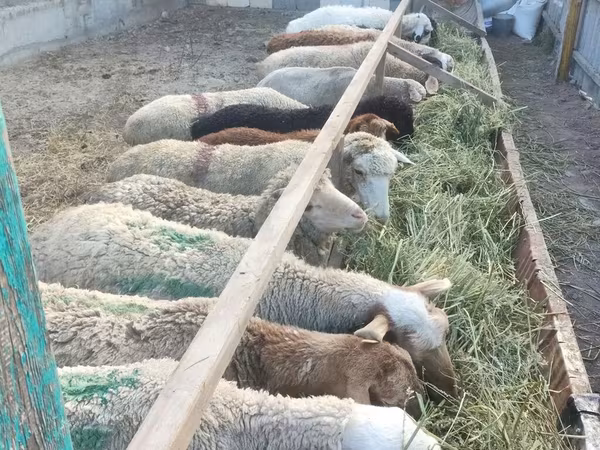 Ovelha, Ovelhas