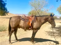 Cavallo, Quarter Horse — foto 5