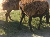 Pecora, Arashan sheep — foto 7