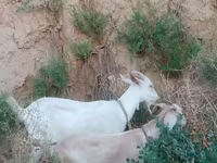 Keçi, Saanen goat — foto 4