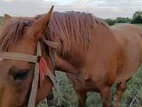 Kuda betina, Horses — foto 3