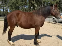 Hingst, Belgian Draught — foto 1