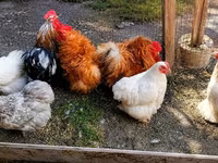 Pekin Bantam — 6. fotó