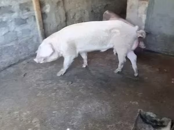 Sow, Pigs — Armenia