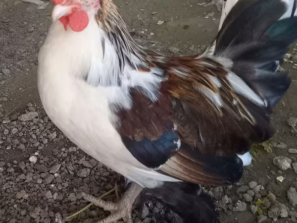 Bantam giapponese