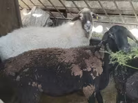 母羊, Sheep — 照片 1