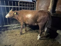 گاو ماده, Simmental cattle — عکس 1