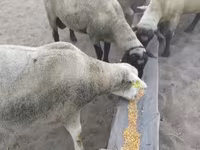 แกะตัวผู้, Ile-de-France sheep — รูปภาพ 4