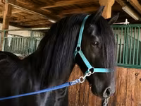 Асп, Friesian — акс 1