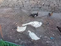 Geese — عکس 2