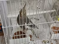 Məhsul: Nimfa (Cockatiel) papağanı və qəfəs dəsti Təsvir: - Rəng — รูปภาพ 3