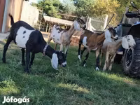 بز ماده, Nubian Goat — عکس 8